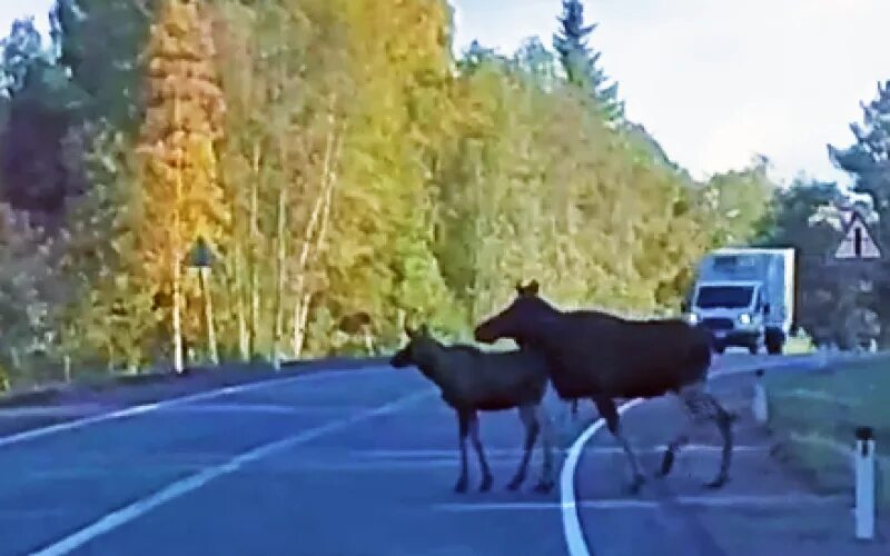 Лось в Карелии на дороге. Лоси на Приозерской трассе. Гигантский Лось Карелия. Лось в городе.