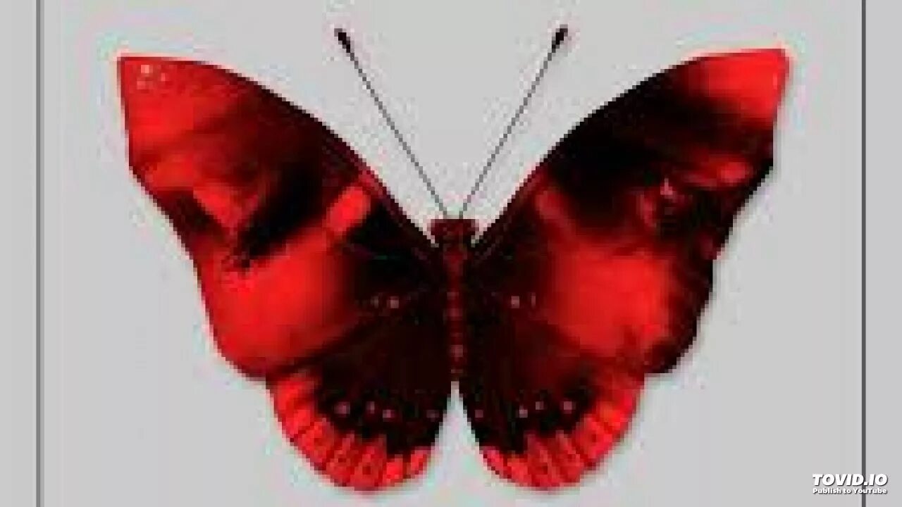 Песни 2 крыла. Два крыла на двоих. Газан два крыла на двоих. Бабочка чёрная с сердечками на крылышках. Два крыла фото.