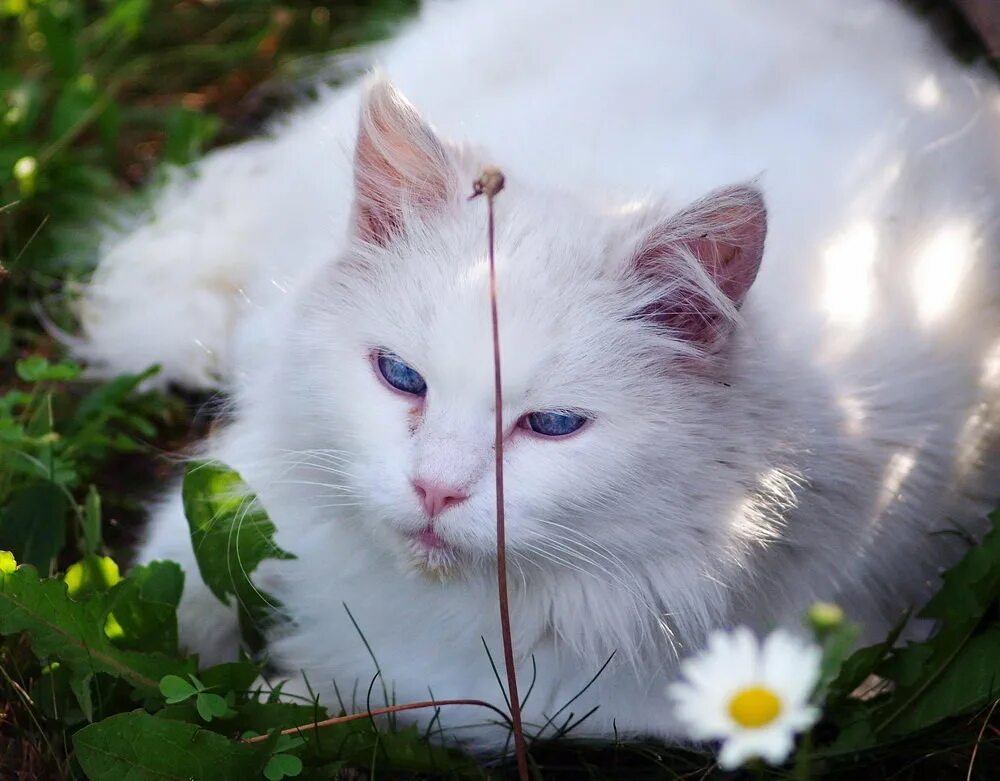 Ромашковая кошка. Котик в ромашках. Белая кошка в кустах. Кот в ромашках фото.