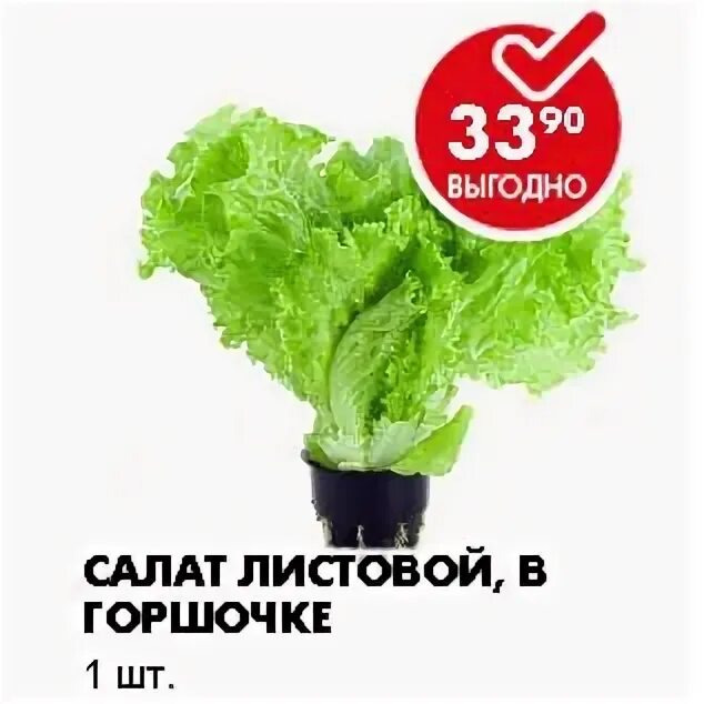Сколько весит лист салата. Салат листовой в горшочке пятерочка. салат листовой пятерочка. листья салата пятерочка. салатные листья в пятерочке.