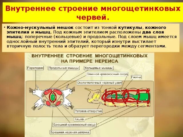 Кожно мускульная клетка передвижения. Строение кольчатого червя многощетинковые. Внутреннее строение многощетинкового червя. Многощетинковые черви строение. Кожно мускульный мешок полихеты.