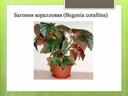 Значение цветов бегония