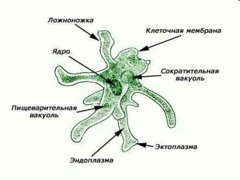 Образует псевдоподии