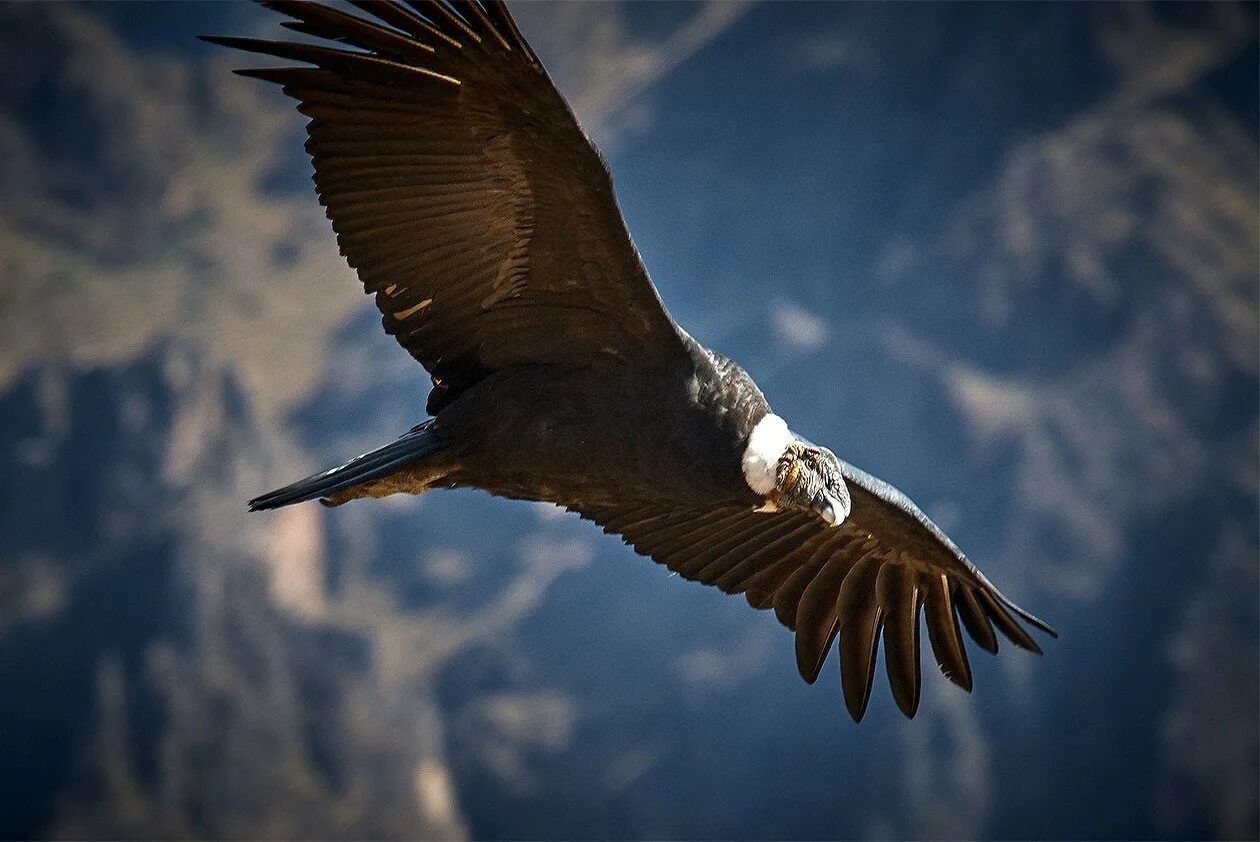 Condor