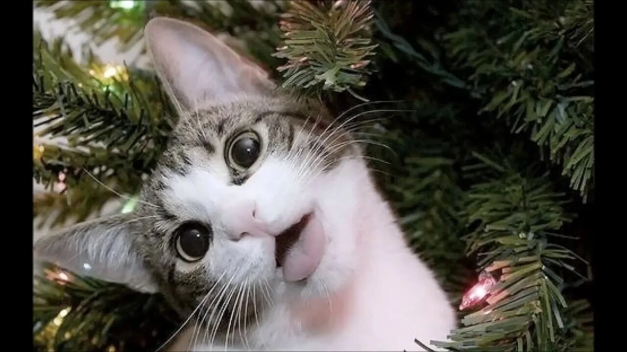 Кот роняет елку. Кот уронил елку. Кот и елка стихи. Коты и новогодние елки юмор.