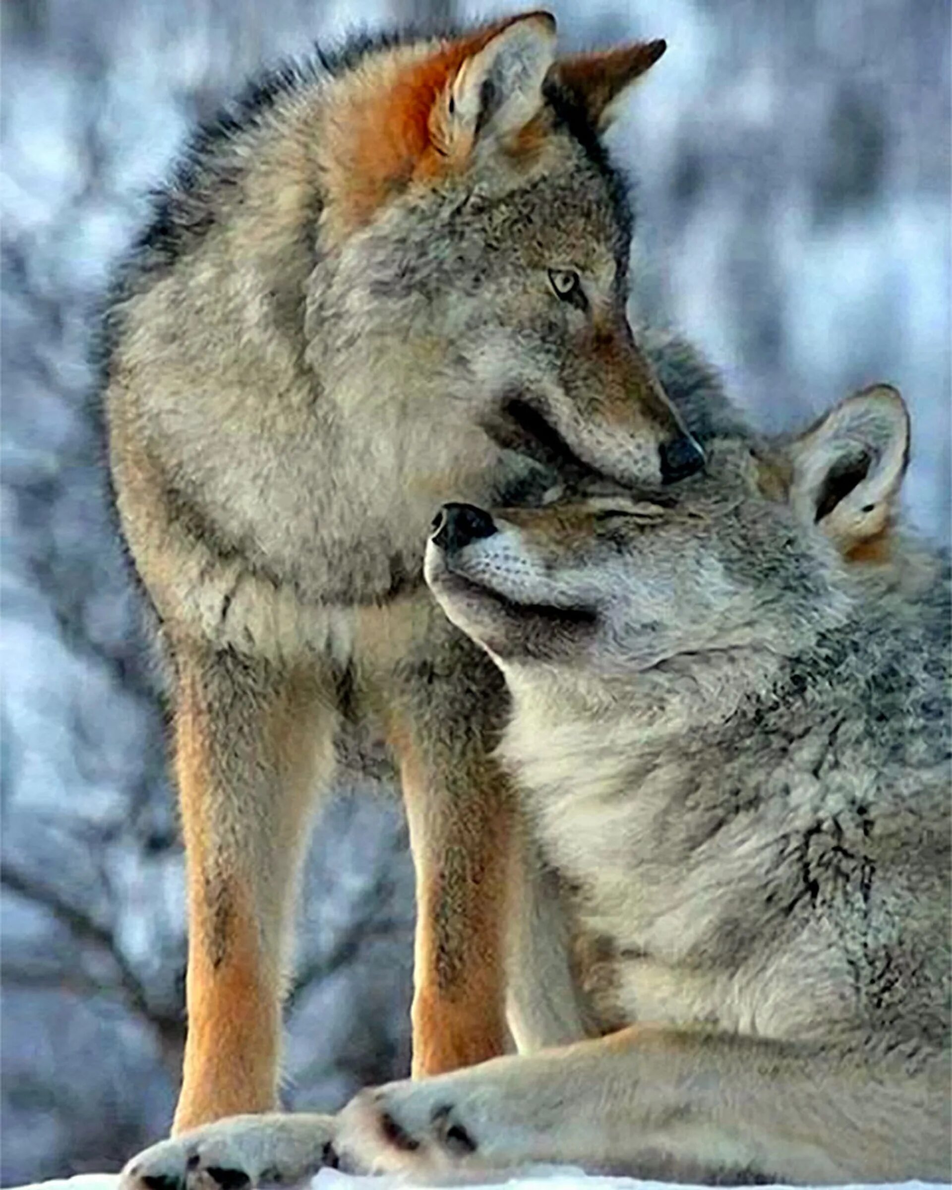 Волк и волчица любовь. Волчья любовь. Волки пара. Два волка.