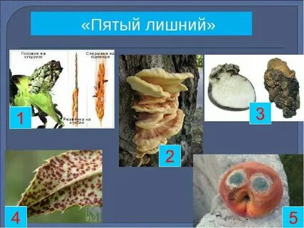 Грибы в жизни человека 5 класс биология