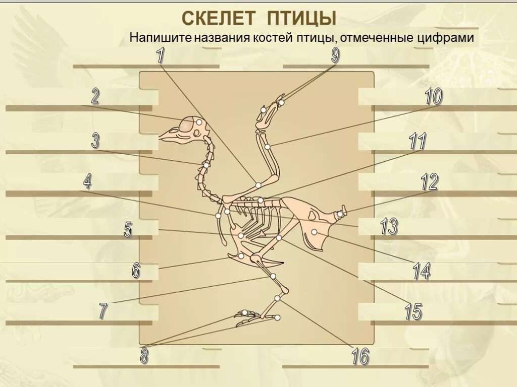 Биология лабораторная работа строение скелета птицы. Название костей у птиц. скелеты птиц с названиями. скелет птицы и название костей. скелет птицы с подписями.