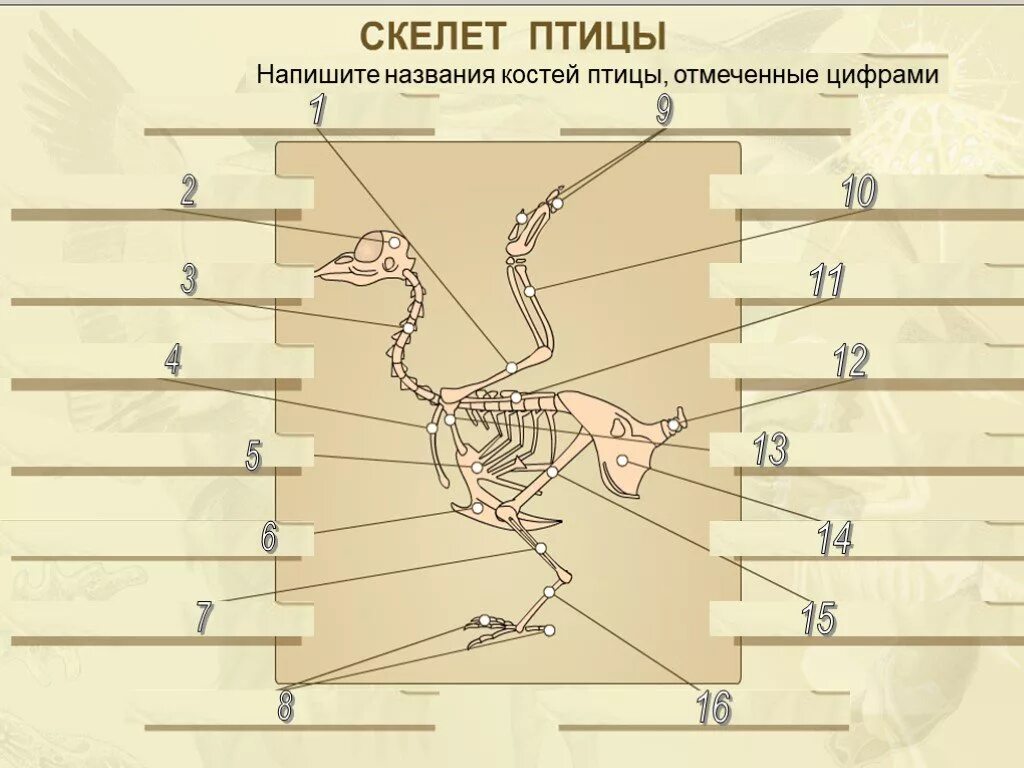 Кости птиц легкие в связи с тем. Название костей у птиц. Скелеты птиц с названиями. Скелет птицы и название костей. Напишите кости скелета птицы.