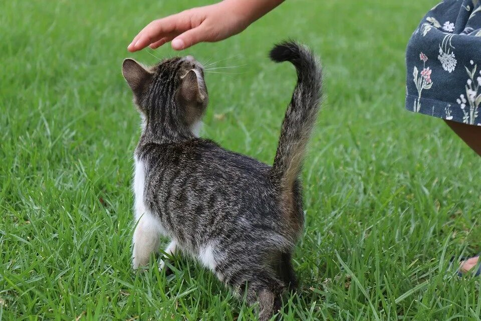 Коты ездят. Кошачья ходьба. Кошка идет. Кошка ходит. Кошка идет по дорожке.