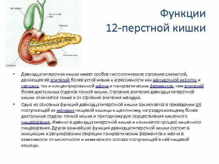 Двенадцатиперстная кишка биология 8 класс. Строение пищеварительной системы двенадцатиперстная кишка. Пищеварение в 12 перстной кишки строение и функции. 12 Перстная кишка анатомия функции. Функции 12 перстной кишки в пищеварении.