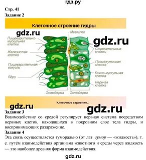Биология 7 класс шаталова