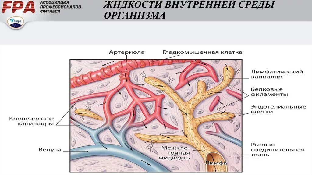 Лимфатические капилляры лимфатические сосуды схема. Превращение жидкостей внутренней среды организма. Внутренняя среда организма лимфатическая система. Тканевая жидкость лимфатическая система. Возврат жидкости в кровеносную систему