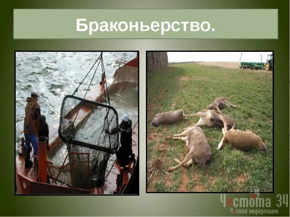 Решение браконьерства