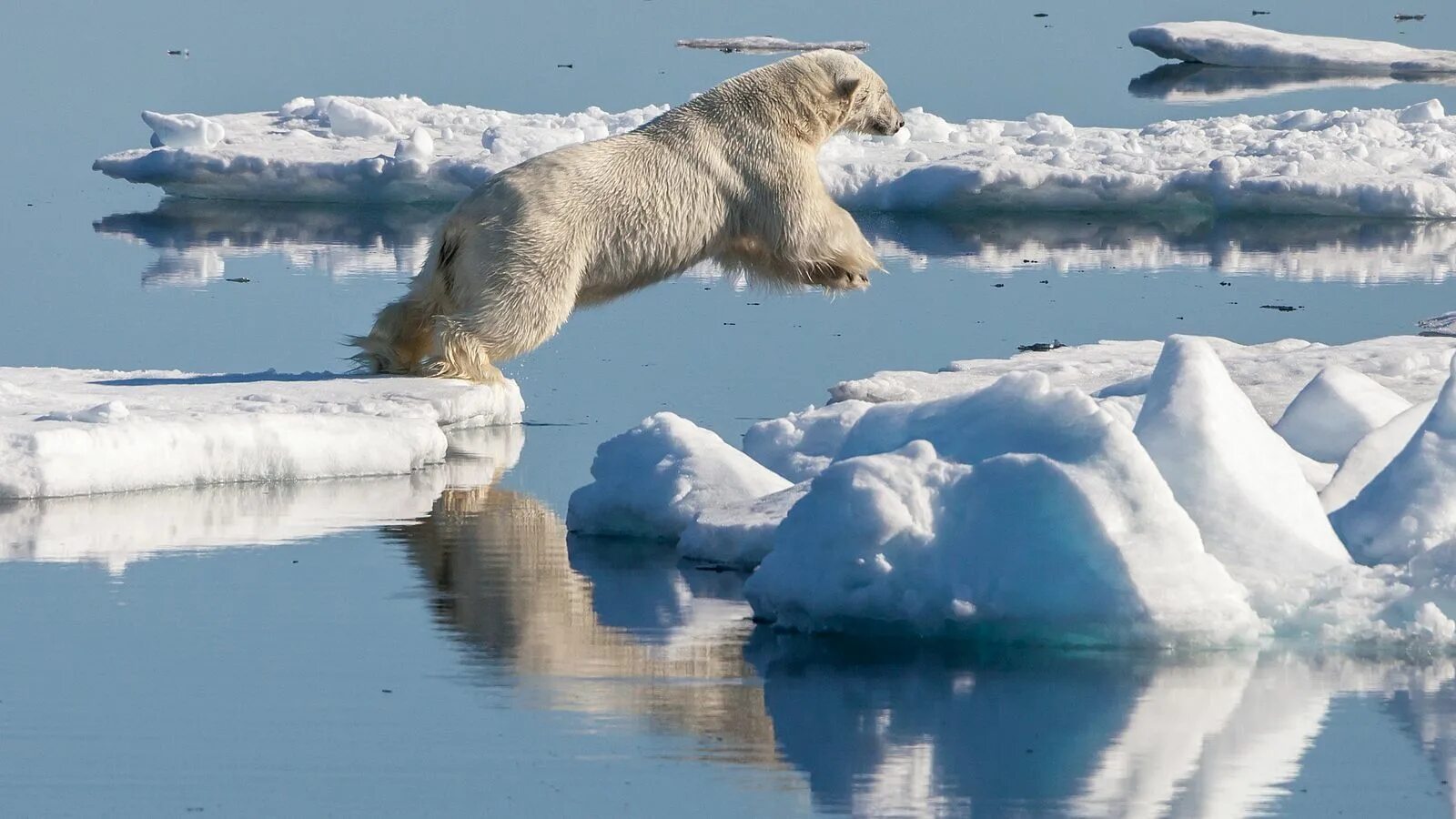 На льдах какого залива обитают белые. Белый медведь Ursus maritimus. Медведь-Полярный (Ursus maritimus). Белые медведи в Арктике. Белый медведь Северный полюс.