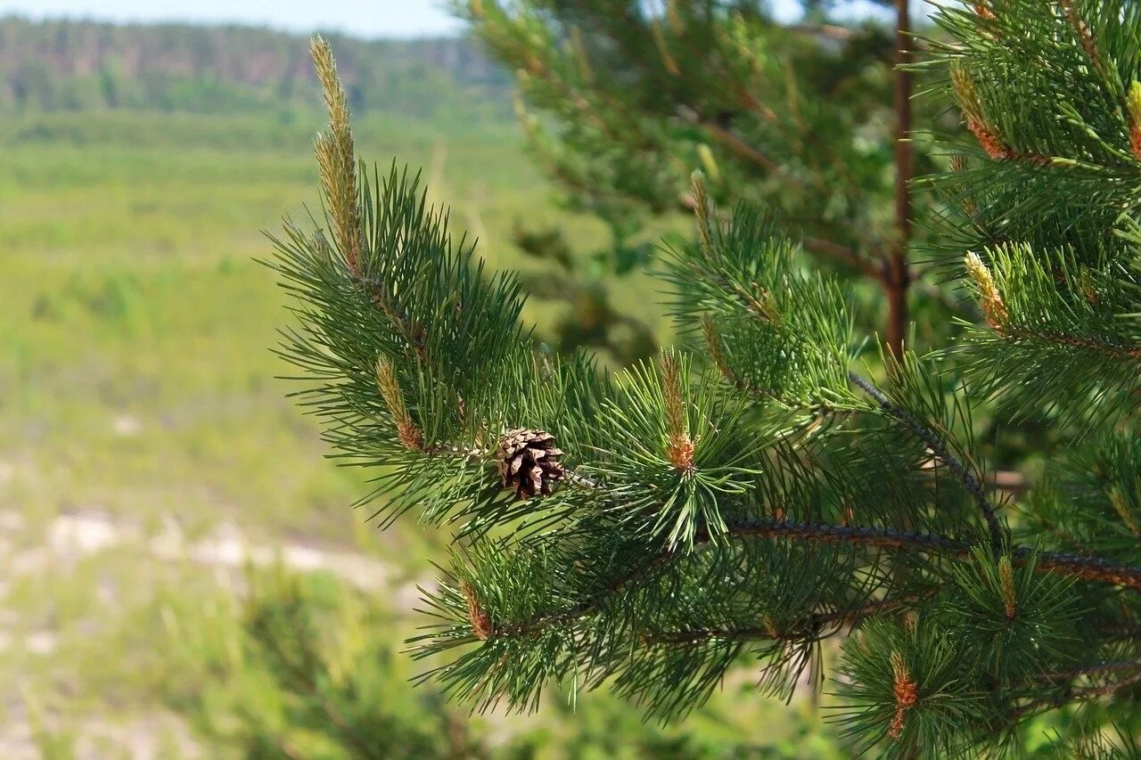 Хвойные породы россии. Хвойники сосны обыкновенной. Сосна обыкновенная сосна Лесная. Сосна обыкновенная габитус. Сосна обыкновенная Pinus.