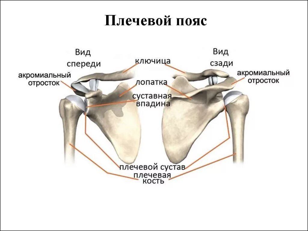 Строение лопатки и ключицы человека анатомия. Скелет плечевого пояса кости его образующие. Плечевой пояс анатомия акромиальный отросток лопатки.