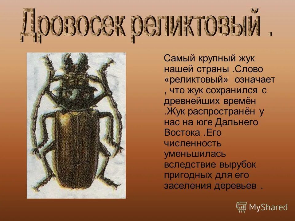 Почему дровосек занесен в красную книгу. Дровосек реликтовый красная книга. жук реликтовый дровосек красная книга. жук-дровосек красная книга краткое описание. жук дровосек краткое описание.