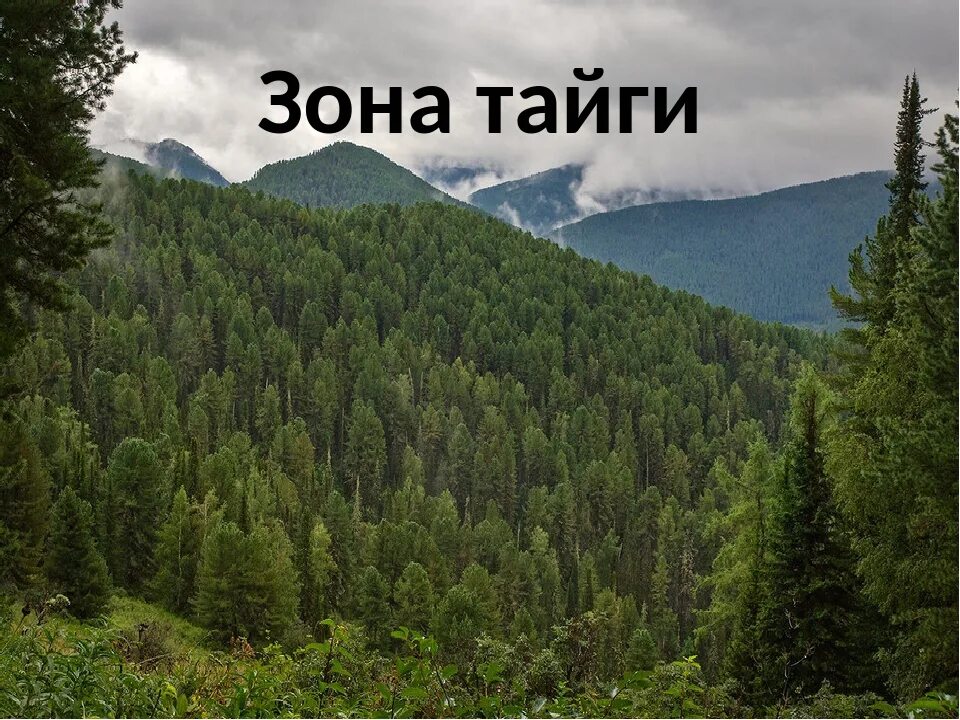 Почему тайга называется тайгой. Зона тайги. тайга природная зона. зона тайги в евразии. зона лесов тайга.