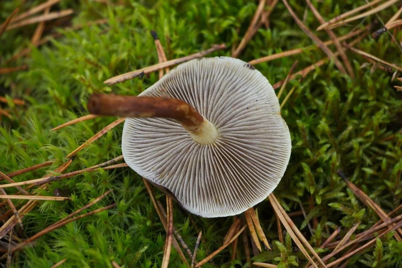 Ложноопенок серопластинчатый. Опенок серопластинчатый Hypholoma capnoides. Опенок маковый серопластинчатый. Ложноопенок серопластинчатый (Hypholoma capnoides).