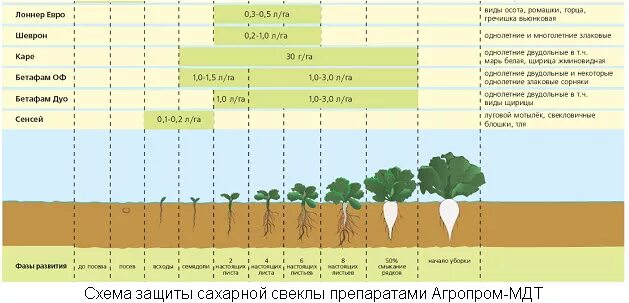 Температура почвы для посадки картофеля. Фазы развития сахарной свеклы. Стадии развития сахарной свеклы. Схема посева сахарной свеклы. Фазы сахарной свеклы схема.