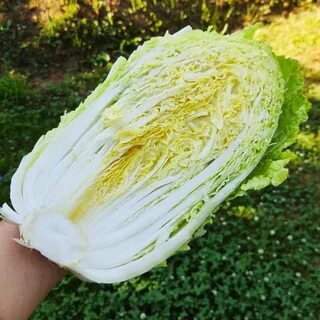 Пекинская капуста белка