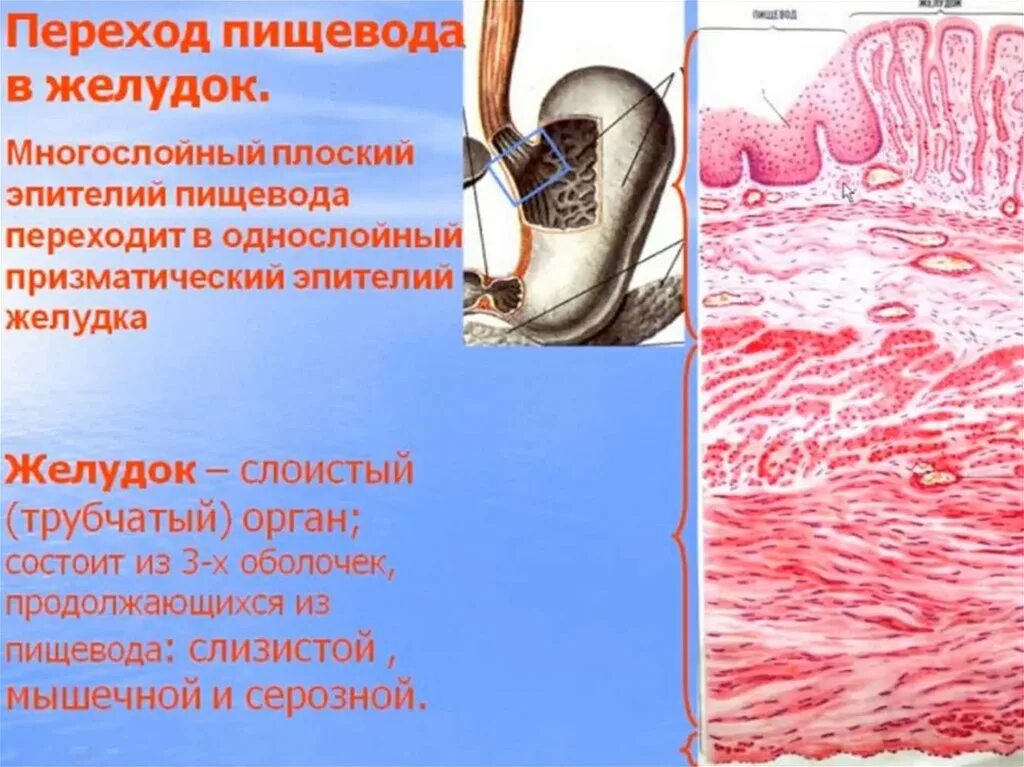 Пищевод переходит в желудок. Пищеводно-желудочный переход. Пищеварительная система пищевод.