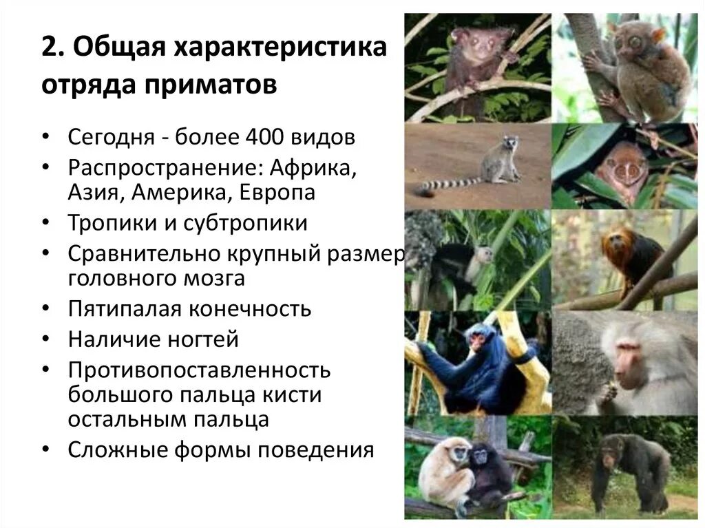 Общие черты приматов. Отряд млекопитающие приматы таблица 7. Класс млекопитающие отряд приматы. Характеристика отряда приматы. Признаки отряда приматы кратко.