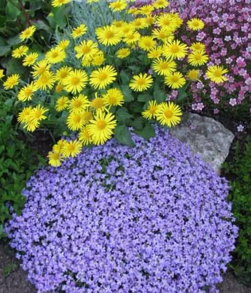 Gestalten Sie Ihre eigene Gartenschau - fresHouse Однолетние цветы, Посадка цвет