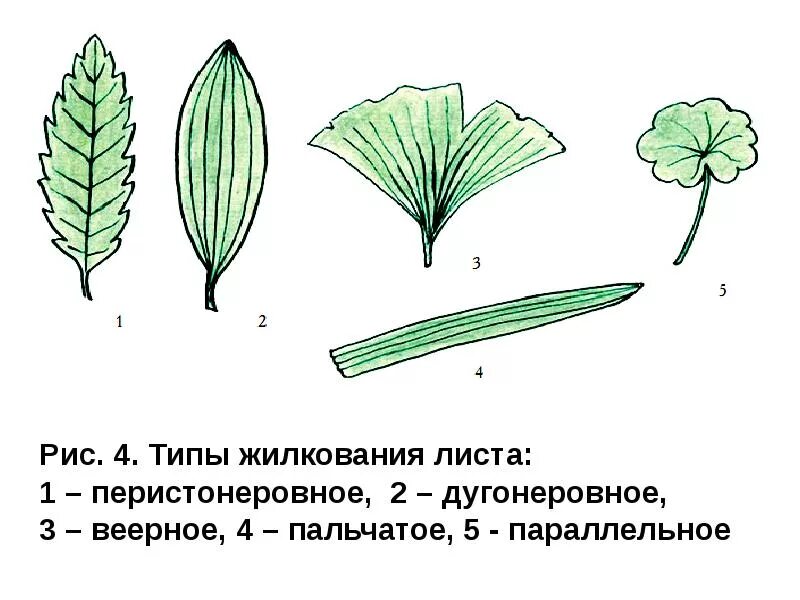 Тип жилкования дугового листа. Основные типы жилкования листа. типы жилкования листьев 6 класс биология. жилкование листа герани. пальчатое жилкование листьев.