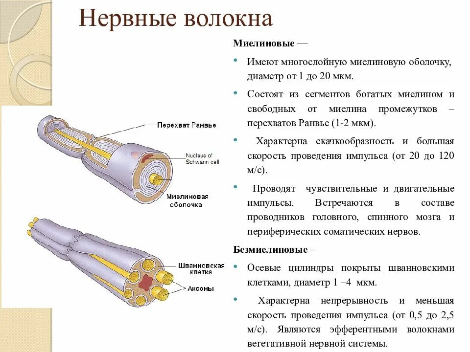 Какую функцию имеет оболочка. Строение миелинового нервного волокна. Структура миелинового нервного волокна. Строение мейнинового волокна. Строение нерва миелиновая оболочка.