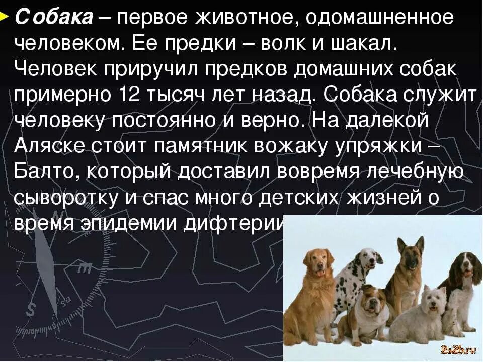 Характеристика человека как животного. Собака первое животное одомашненное человеком. Как человек приручил собаку. Животные которых первыми приручили люди. Одомашнивание собаки.