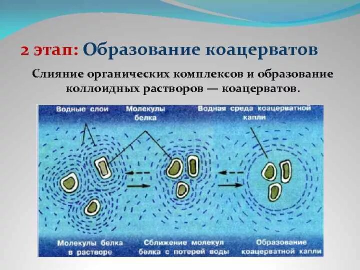 Жизнь возникла в первичном. Опарина гипотеза коацерваты. Первичный бульон коацерваты. Коацерватные капли теория. Коацерватные капли Опарина.