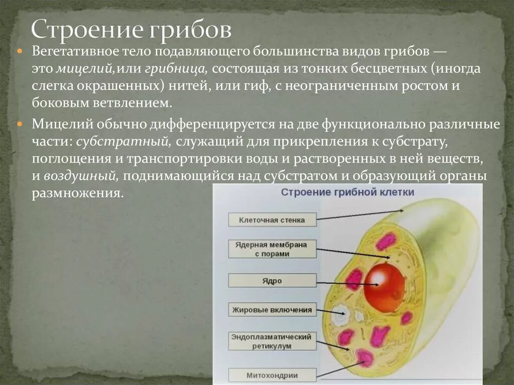 Верны ли суждения о строении грибной клетки