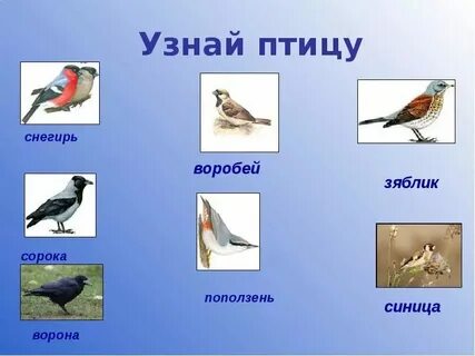 Укажи лишнюю птицу снегирь журавль поползень сорока