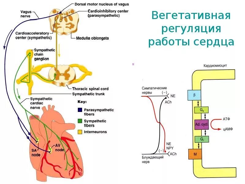 Регуляция блуждающего нерва. . Вегетативный центр регуляции сердечной деятельности. Симпатическая регуляция сердца схема. Регуляция деятельности сердца парасимпатическая система. Блуждающий нерв иннервация сердца схема.