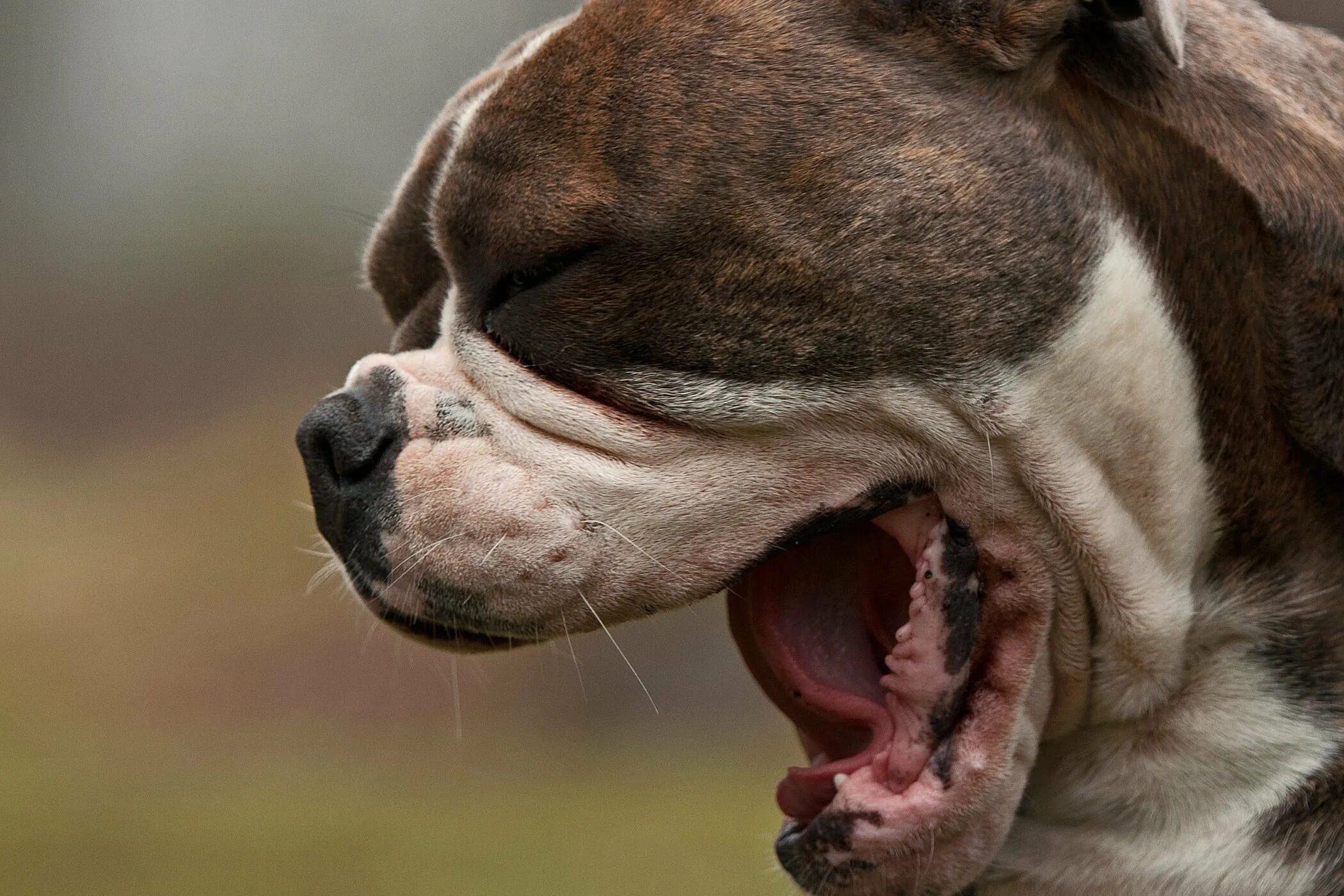 Собака часто дышит и трясется. Собака зевает. Щенок зевает. Боксер зевает. Дог зевает.