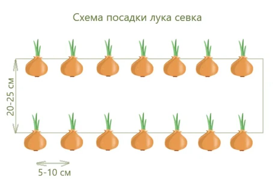 При какой температуре можно сажать лук севок. Лук севок схема посадки.