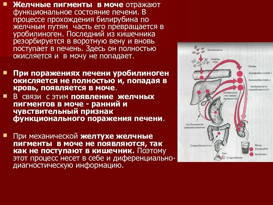 Изучение методов обнаружения желчных пигментов в моче. Алгоритм определения желчных пигментов. Методика определения уробилина и желчных пигментов в моче. Желточные пизменты в моче.