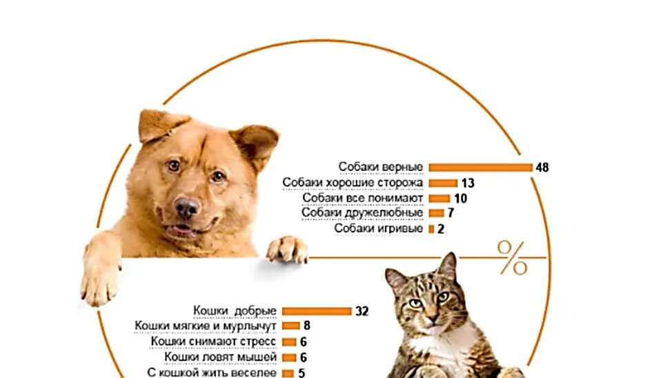 Сравнение кошки и собаки. Кто лучше коты или собаки. Сравнить кошку с собакой. Кого лучше выбрать кота или собаку. Питомцы плюсы и минусы