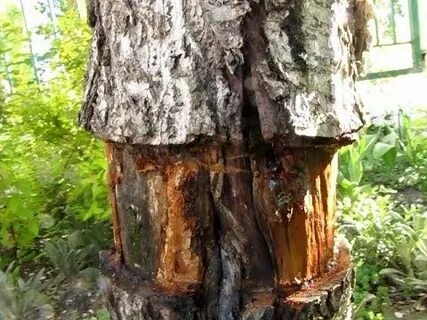 Погубить дерево быстро