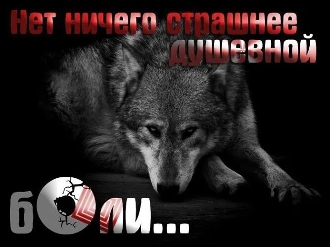 Одинокий волк. Слушать кучина волк одиночка. Одинокие волки. Кучин волк одиночка. Шансон сборник с волками.