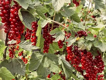 Шнуров красная смородина