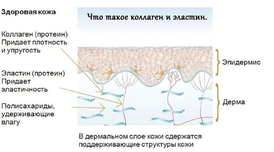 Для чего нужен коллаген в организме. Соединительная ткань коллаген и эластин. Кожа слой дерма эластин коллаген. Клетки вырабатывающие коллаген. Коллаген в эпидермисе.