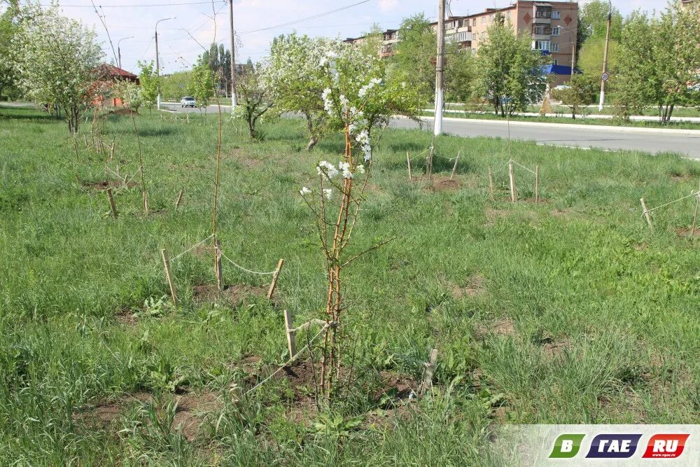 Саженцы плодовых деревьев зкс. 40 сажен. Саженцы питомник. Однолетний саженец сирени. Саженцы фруктовых деревьев.