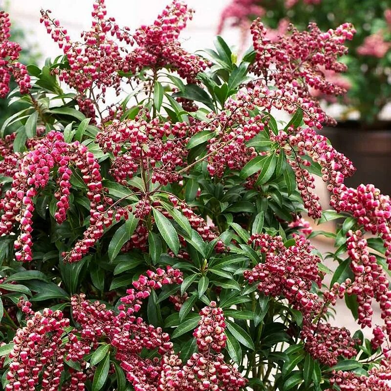 Пиерис японский. Пиерис японский Pieris japonica. Кустарник Пиерис. Пиерис пассион.