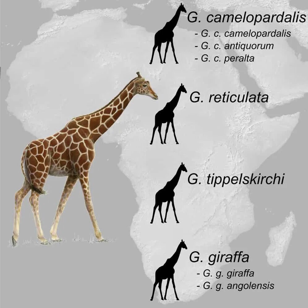Какой тип развития характерен для сетчатого жирафа. Жираф скорость. Благородный Жираф. Жираф рядом с человеком. Боевой Жираф.