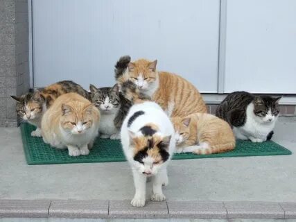 Кошка бросила котят