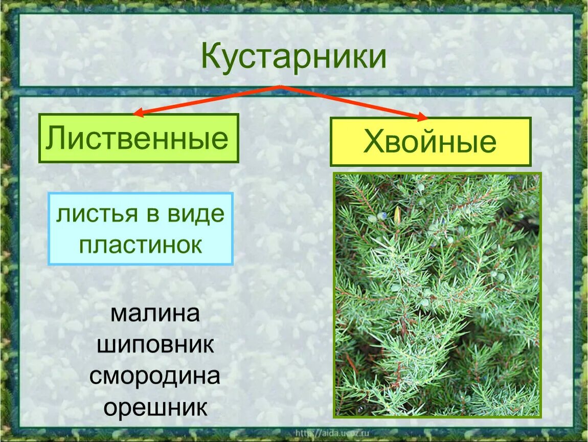 Кустарники лиственные и хвойные. Кустарники лиственные и хвойные названия. Хвойные кустарники окружающий мир. Листопадный хвойный кустарник. Текст лиственные растения