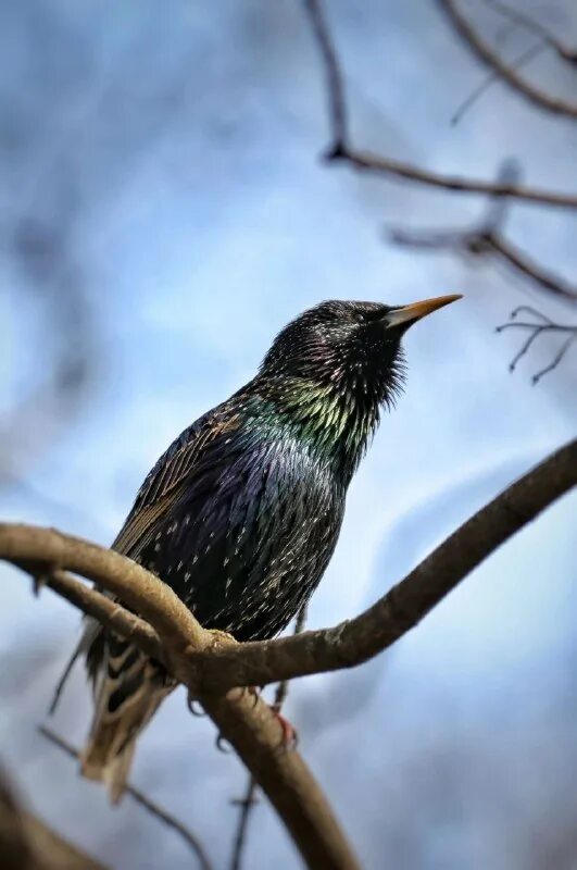 пернатые обитатели